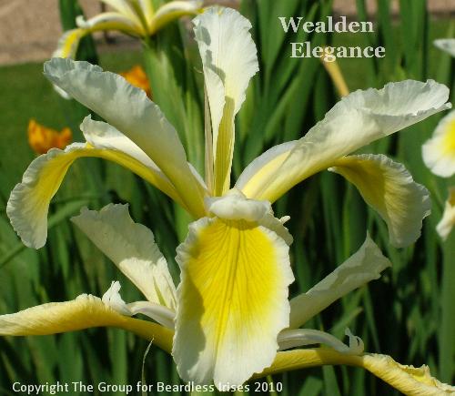 Wealden Elegance (4)